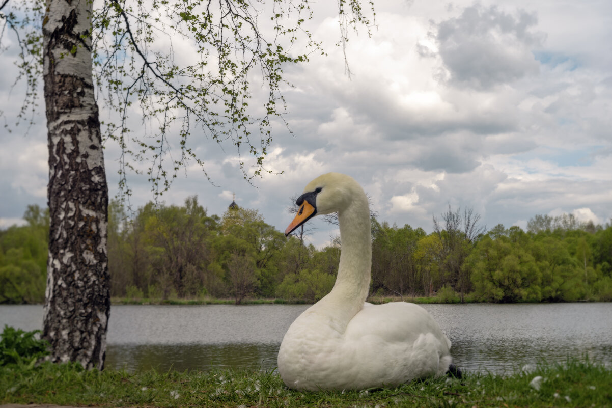 Красава - sorovey Sol Красава - sorovey Sol