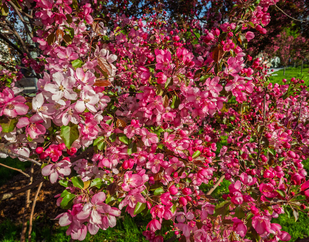 Яблоня. Весна. - Борис Калитенко