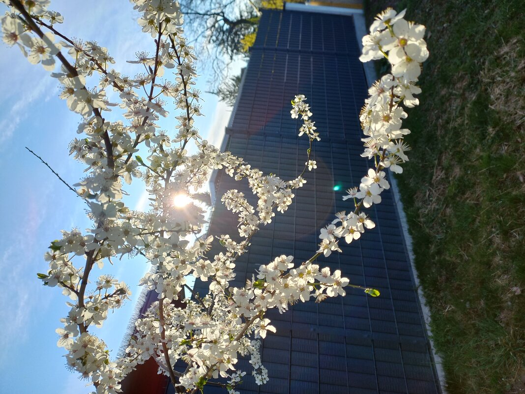 Майский цвет - Сергей Порфирьев