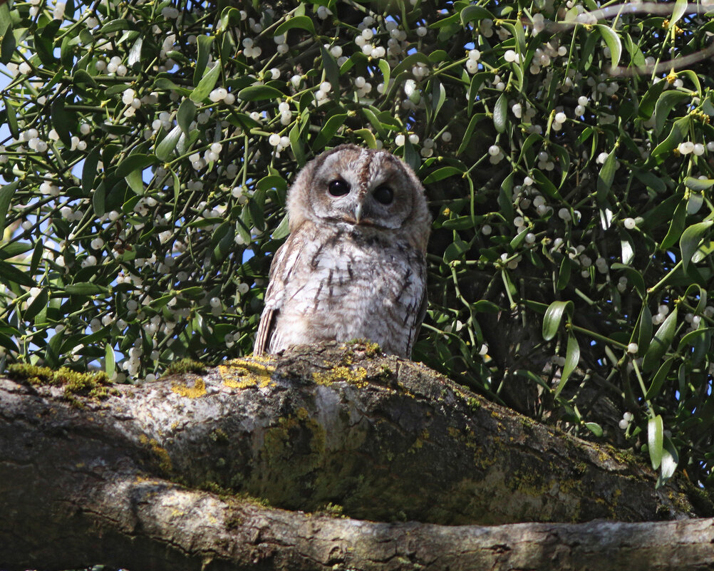 Совёнок на фоне омелы - Георгий Бондаренко