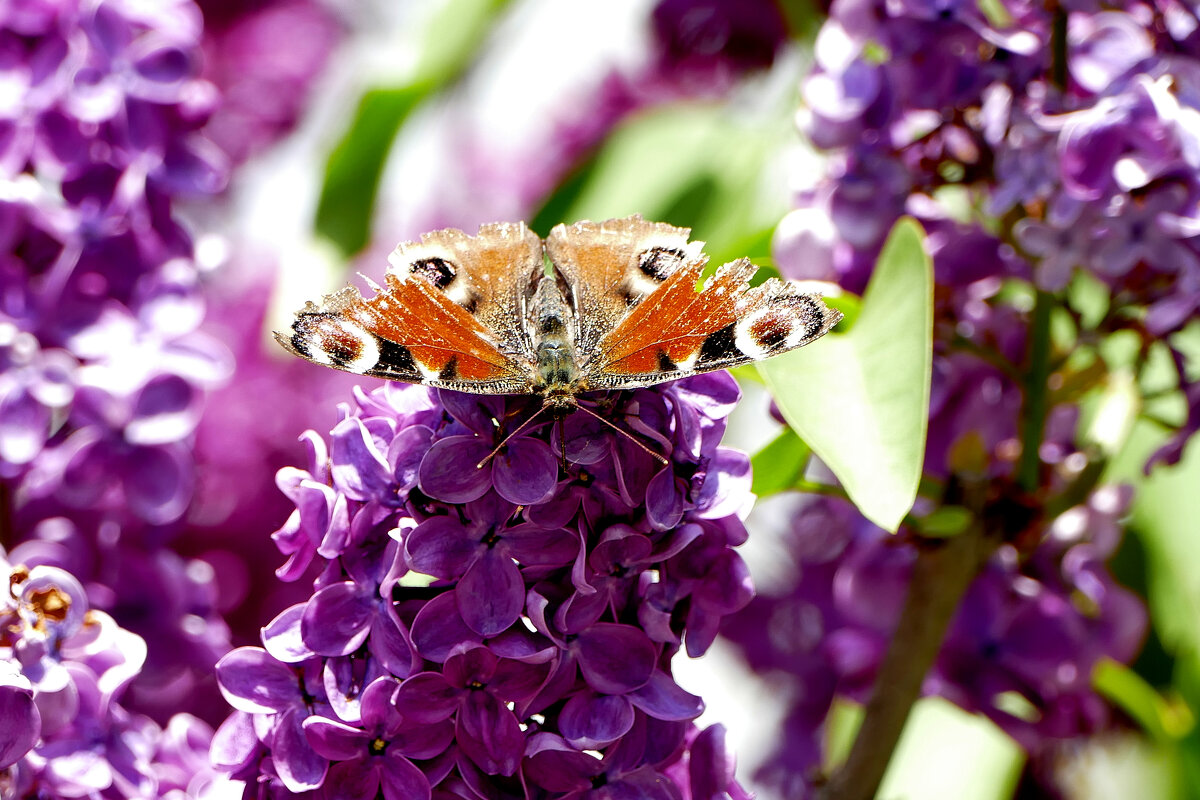 бабочки, снятые 7 мая   1 - Александр Прокудин