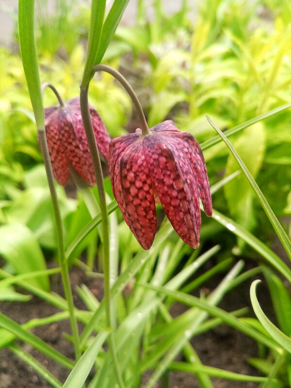 Рябчик - Сапсан 