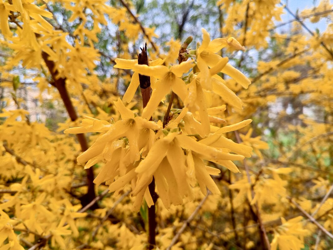 Форзиция - Сапсан 