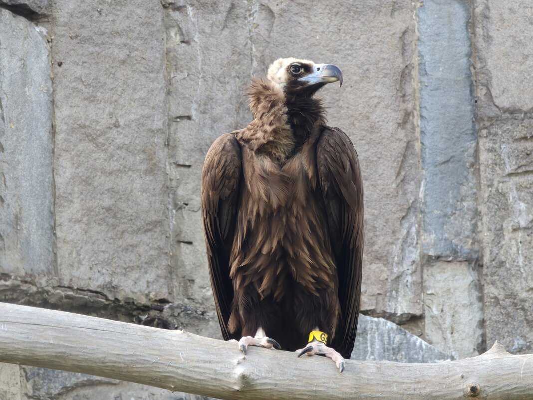 Черный гриф - <<< Наташа >>>