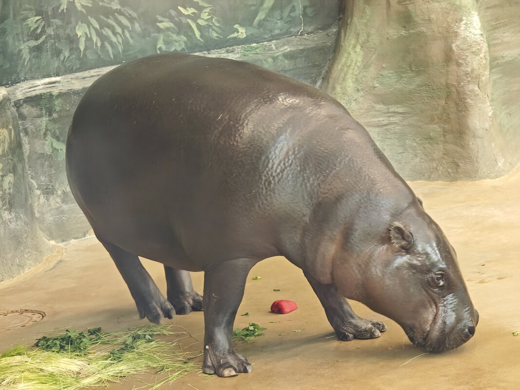 Карликовый бегемот Ксюша - <<< Наташа >>>