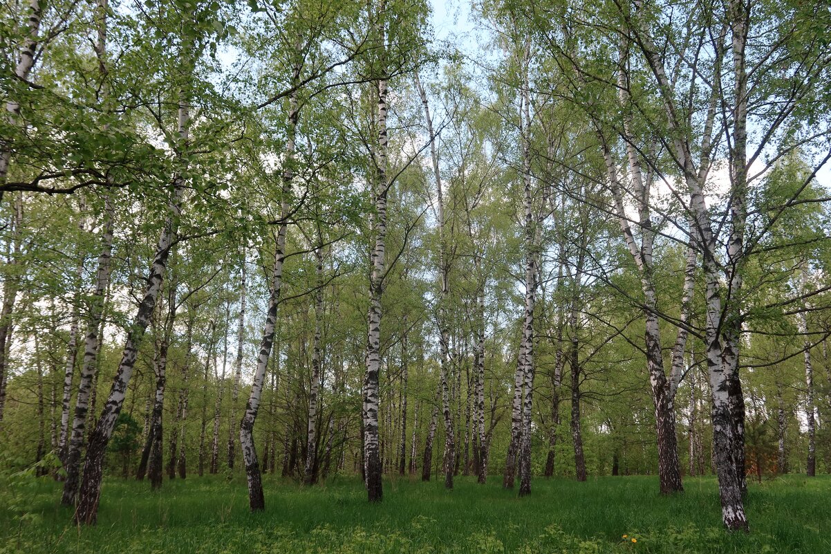 Березовая роща - Дмитрий И_ Березовая роща - Дмитрий И_