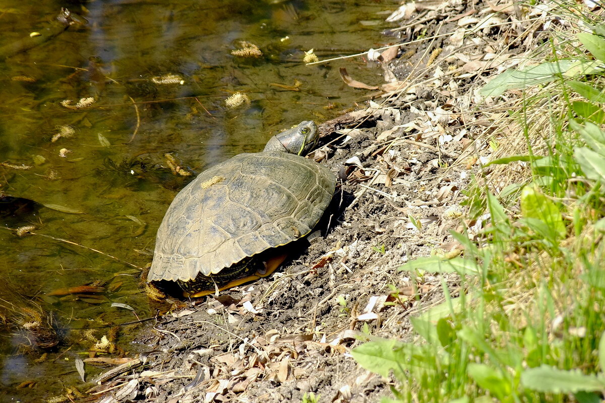 Из жизни черепах - Фёдор Меркурьев Из жизни черепах - Фёдор Меркурьев