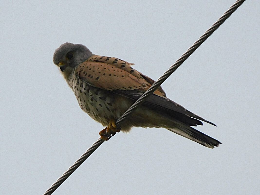 Пустельга - Лина Пустельга - Лина