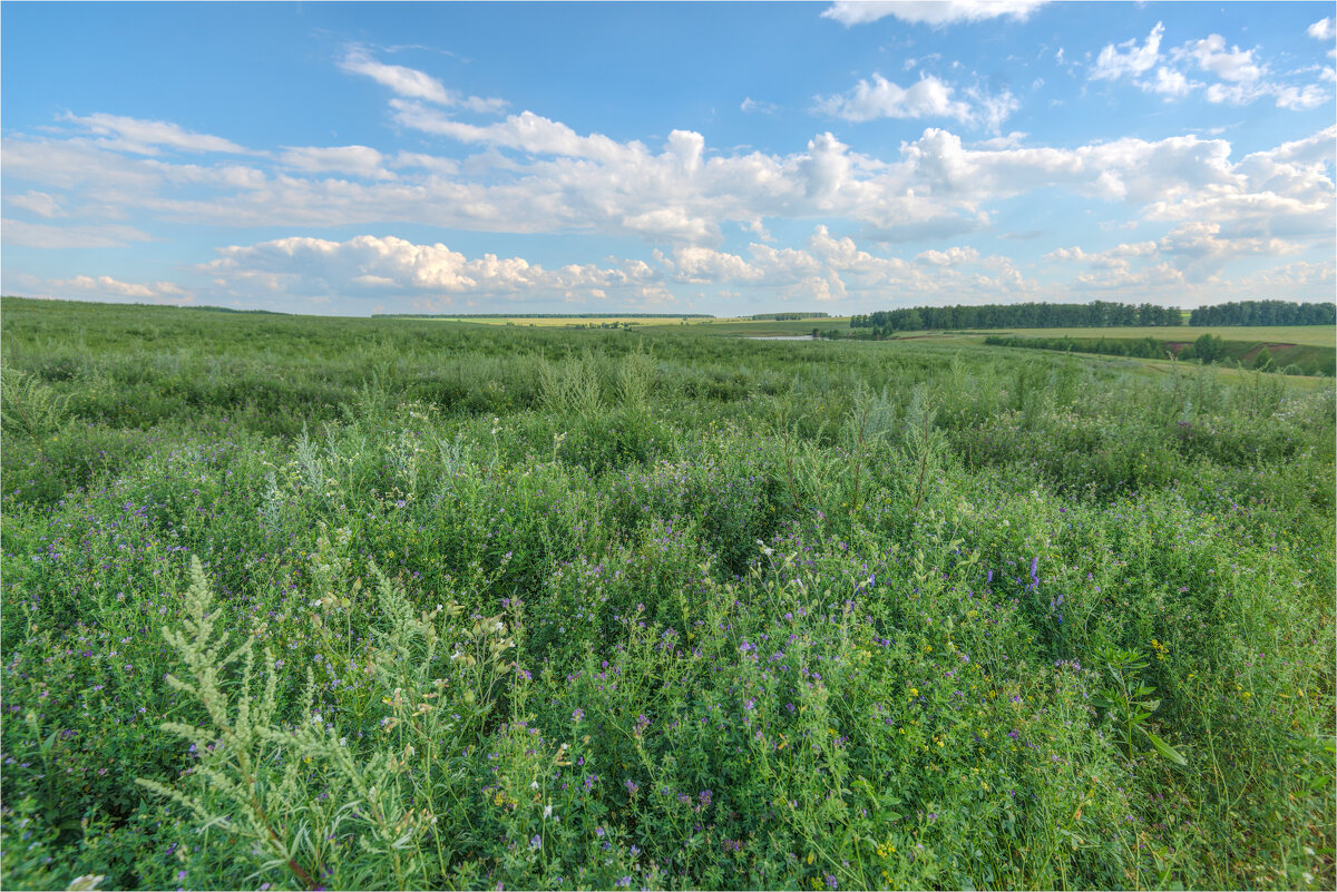 Лето - **** vedin