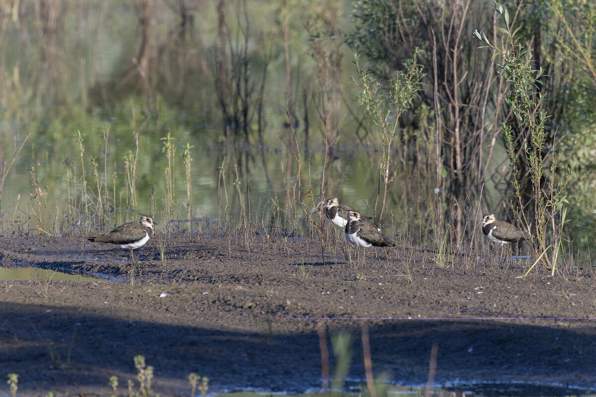 чибисы - юрий макаров чибисы - юрий макаров