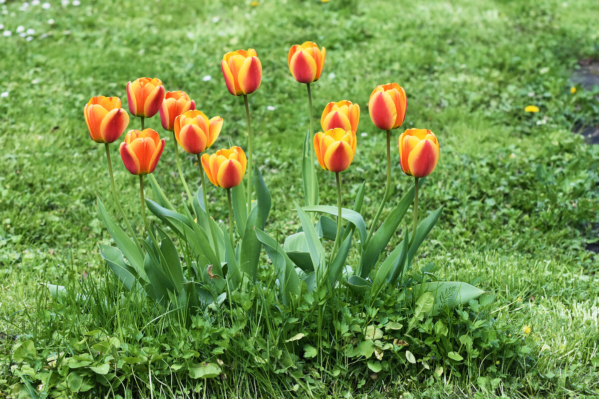 Весна в Ботаническом... - Наташа ***** Весна в Ботаническом... - Наташа *****