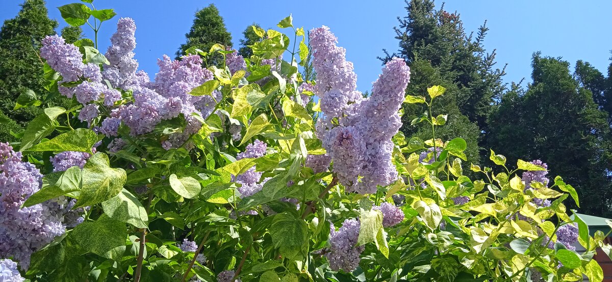 май - Елена Шаламова