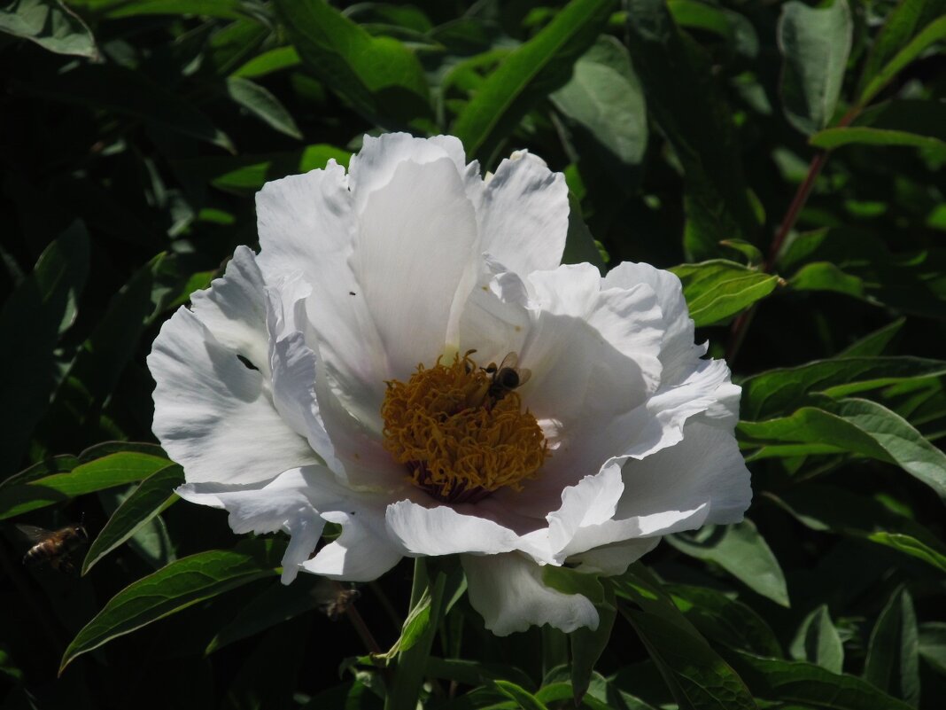 А вот и пионы ! - Елена Шаламова