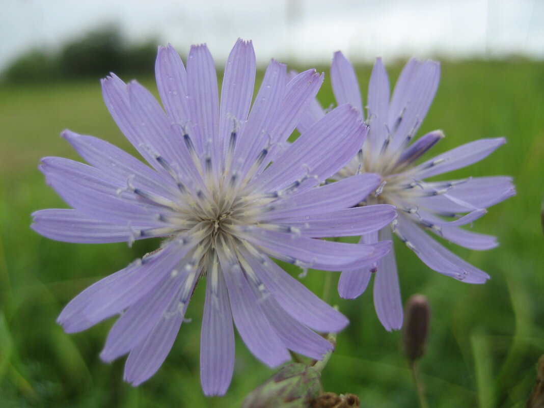 Латук сибирский - Anna Ivanova Латук сибирский - Anna Ivanova