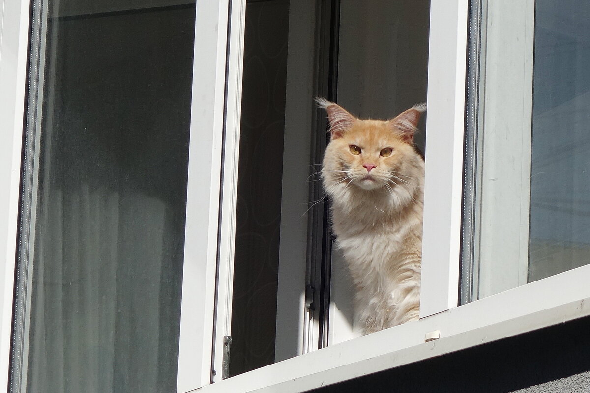 Братья наши меньшие... - Рита Симонова Братья наши меньшие... - Рита Симонова