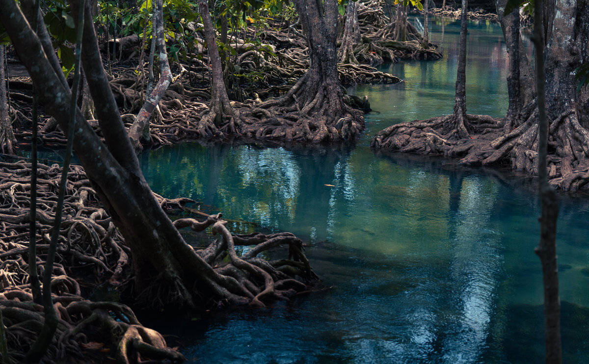 Мангровые заросли - daimos 