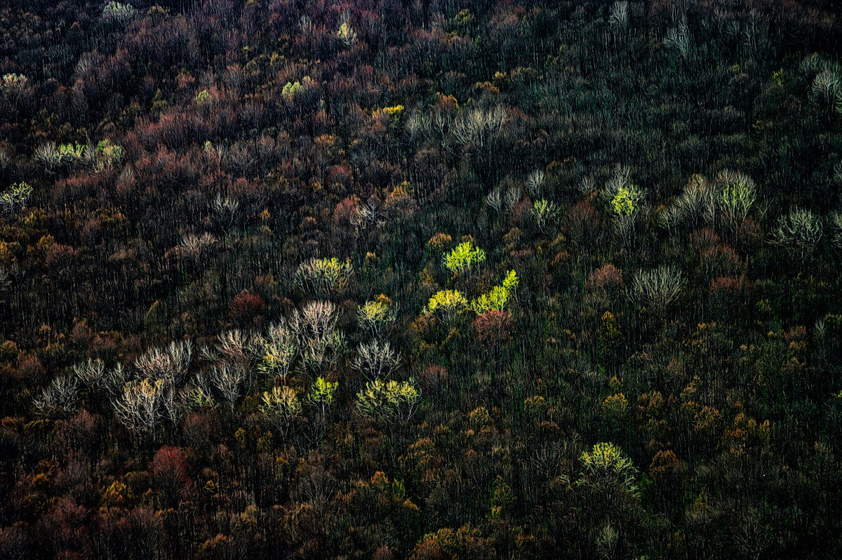 Лес с высоты птичьего полета. - Игорь Хижняк Лес с высоты птичьего полета. - Игорь Хижняк