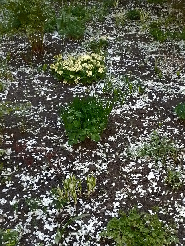 *** - Валентина Береснева