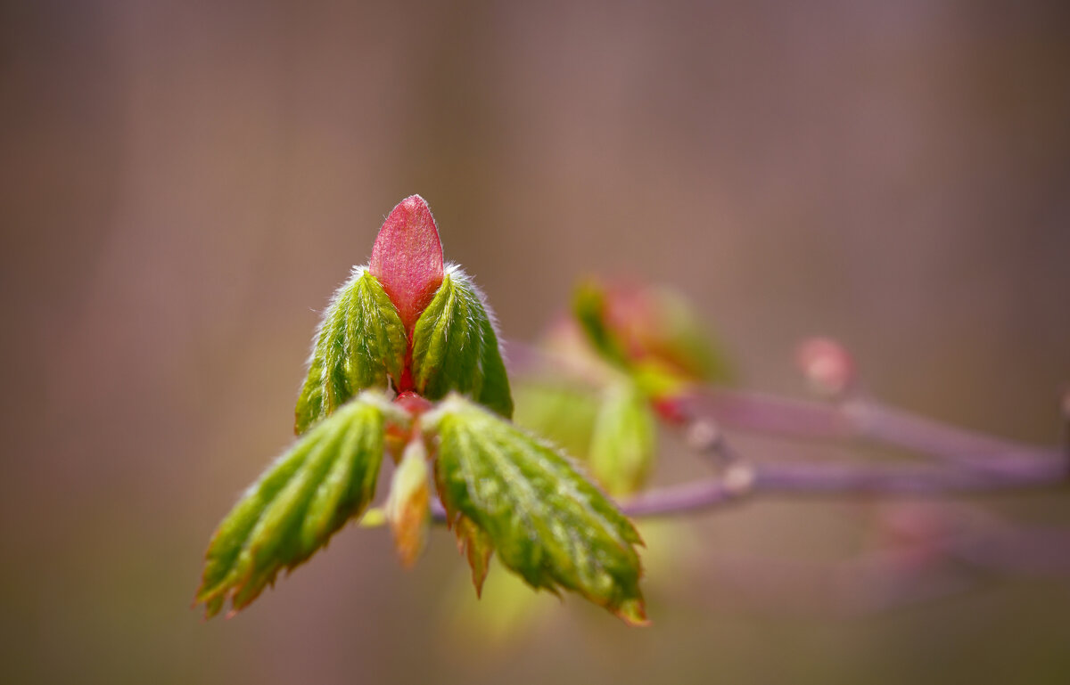 Клён ясенелистный - Эдуард Куклин Клён ясенелистный - Эдуард Куклин