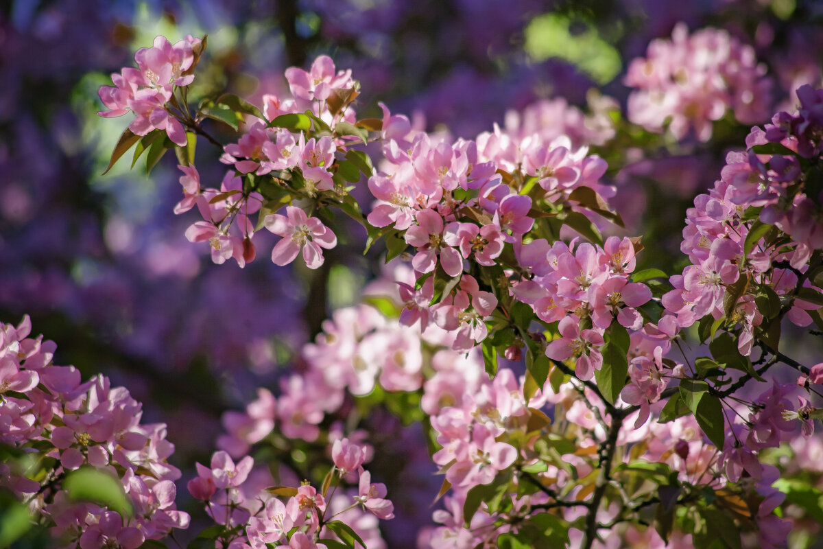Время цветов - Евгений Анисимов