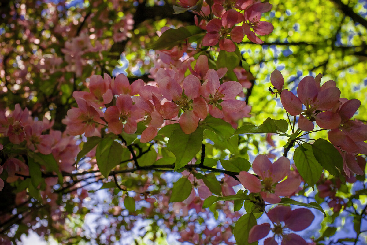 Время цветов - Евгений Анисимов