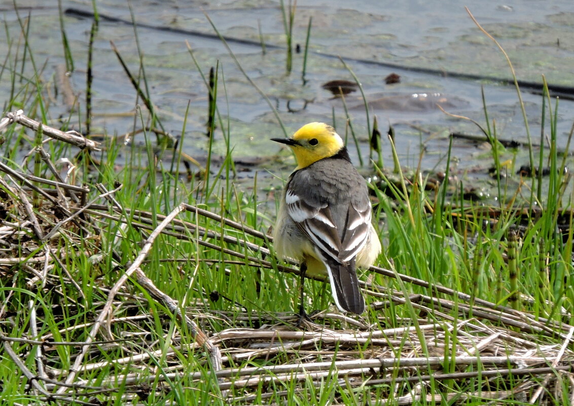 Желтоголовая трясогузка на берегу пруда - Ната Волга Желтоголовая трясогузка на берегу пруда - Ната Волга