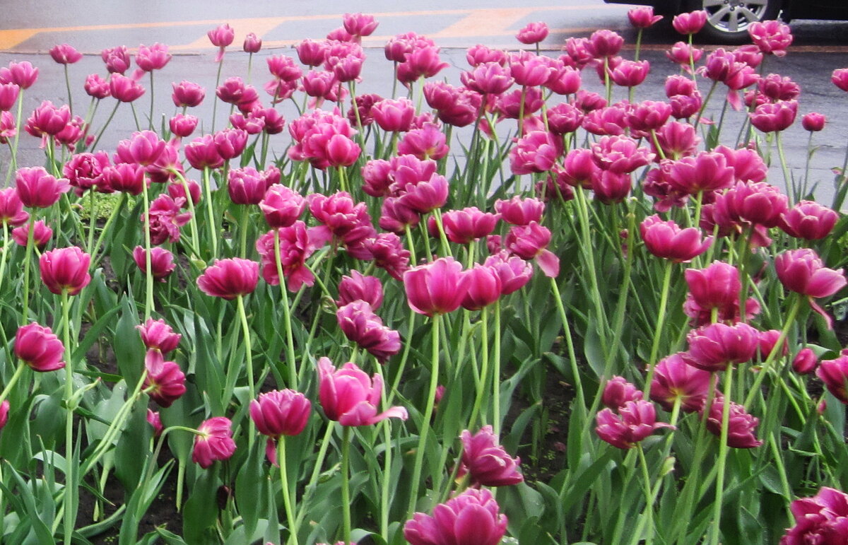 С 80-летием Великой Победы! (1941 - 1945 г.г.) - Татьяна Р С 80-летием Великой Победы! (1941 - 1945 г.г.) - Татьяна Р