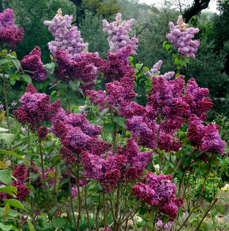 крымская сирень - Ольга крымская сирень - Ольга