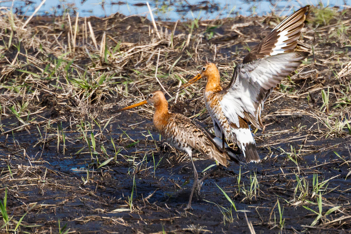 не похоти ради, жизни для. - Георгий Кулаковский не похоти ради, жизни для. - Георгий Кулаковский