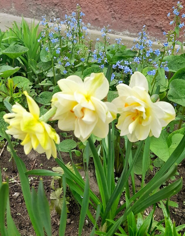 Пушистые нарциссы . - Мила Бовкун