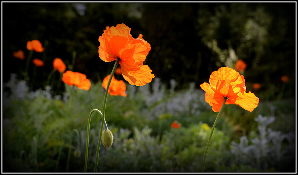 Мак как символ... - Aleksandr Gal Мак как символ... - Aleksandr Gal