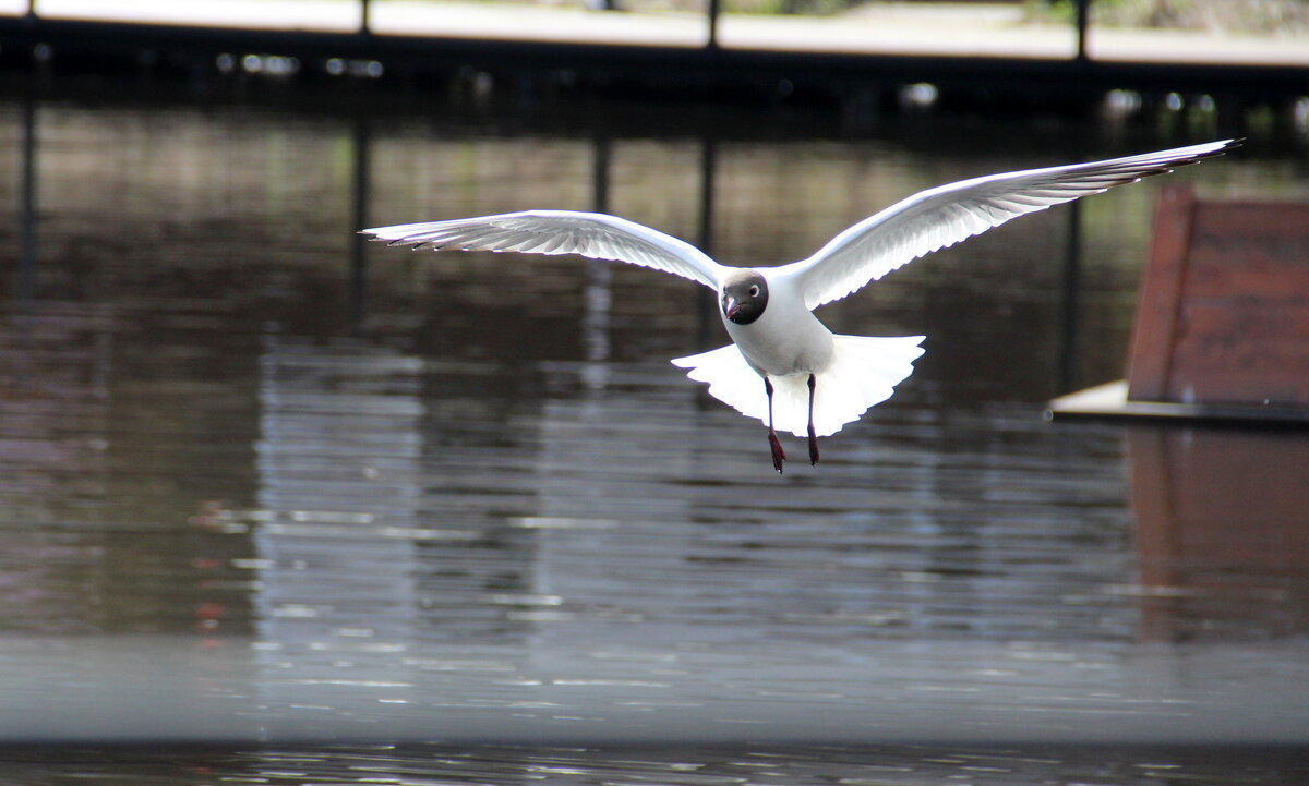 Бесстрашная - Елена Минина Бесстрашная - Елена Минина