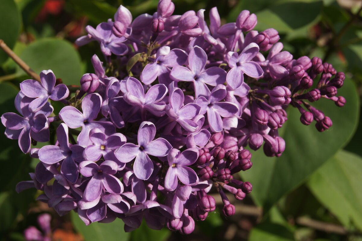 Сирень - Глеб 