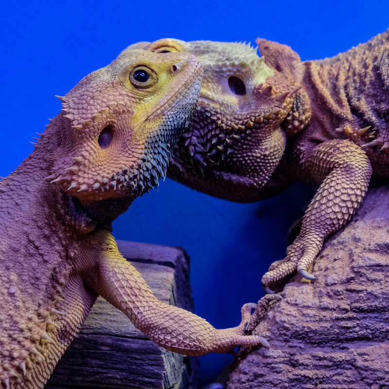 Хорошо дружат - Георгий А Хорошо дружат - Георгий А