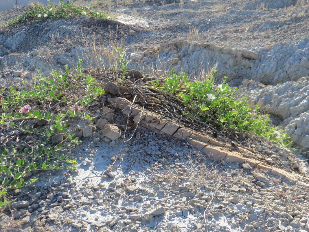 Кусты каперсов в Коктебеле... - Ирина Кусты каперсов в Коктебеле... - Ирина