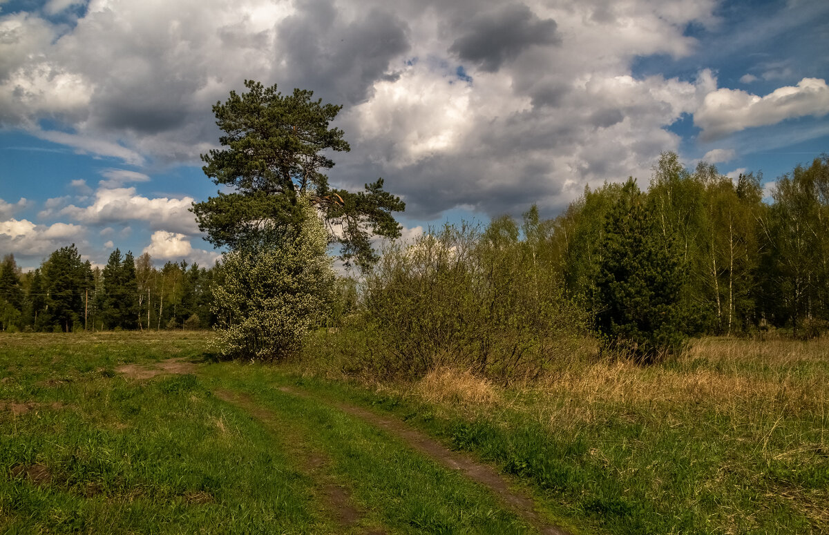 Майское утро 8 - Андрей Дворников