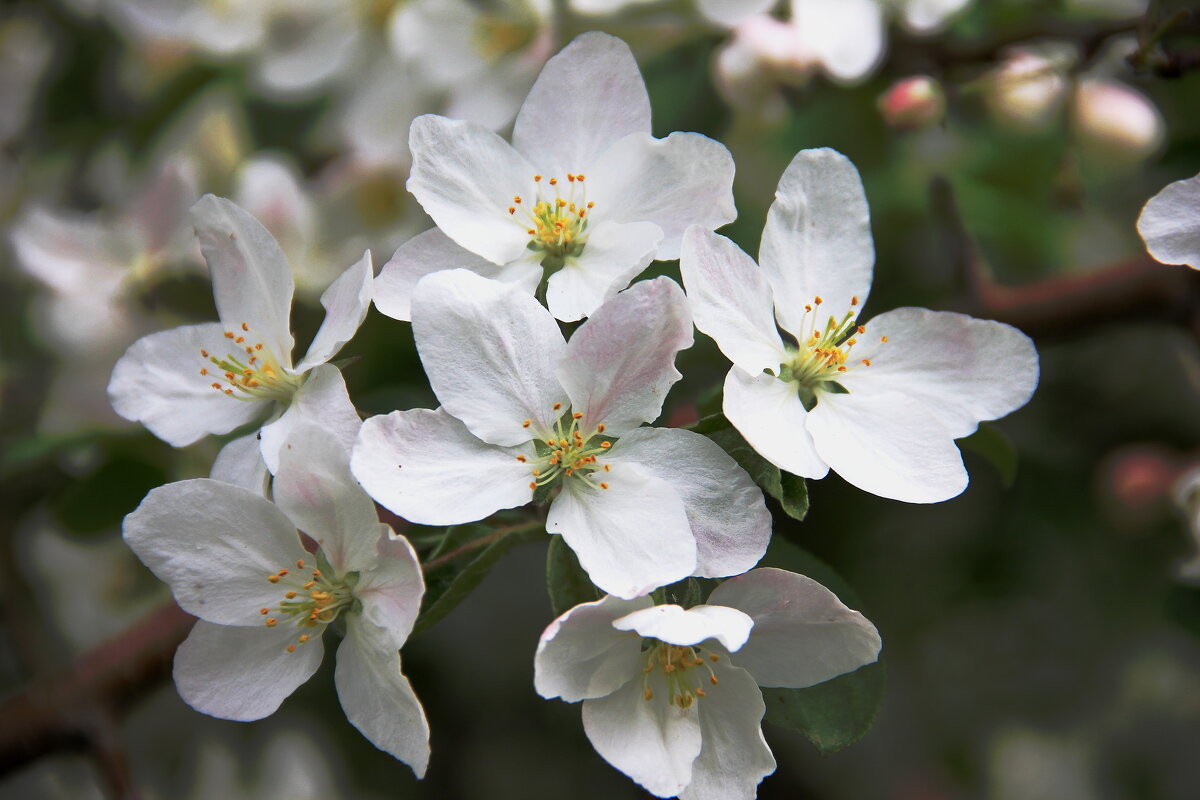 Весна - victor Lion