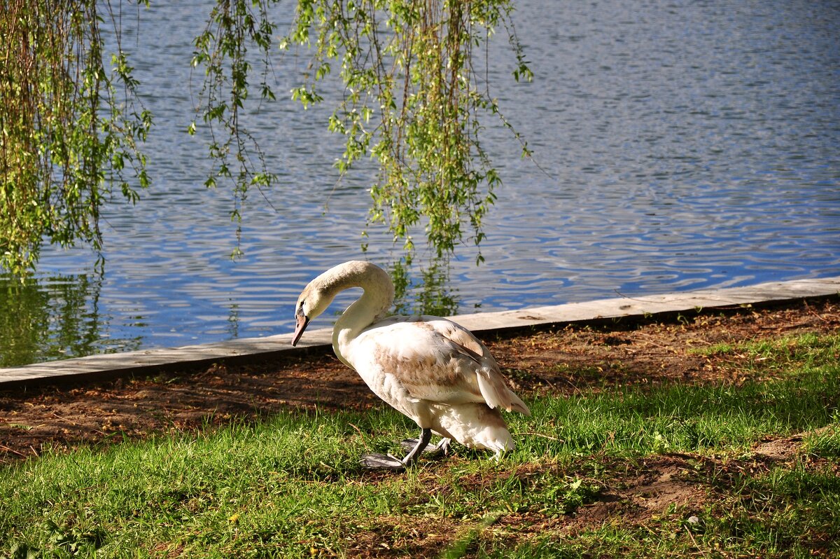 Лебедь на мосфильмовском пруду - Александр Конов Лебедь на мосфильмовском пруду - Александр Конов
