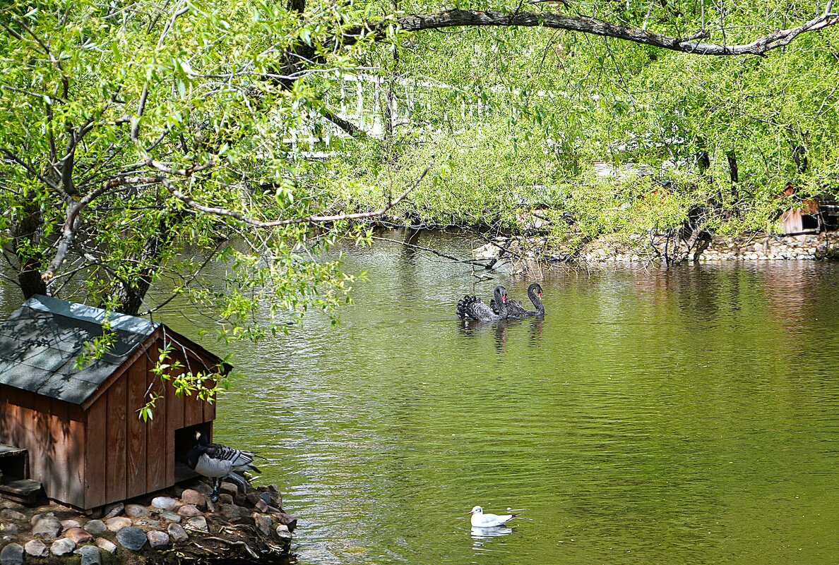 Пара лебедей - Татьяна Тюменка Пара лебедей - Татьяна Тюменка