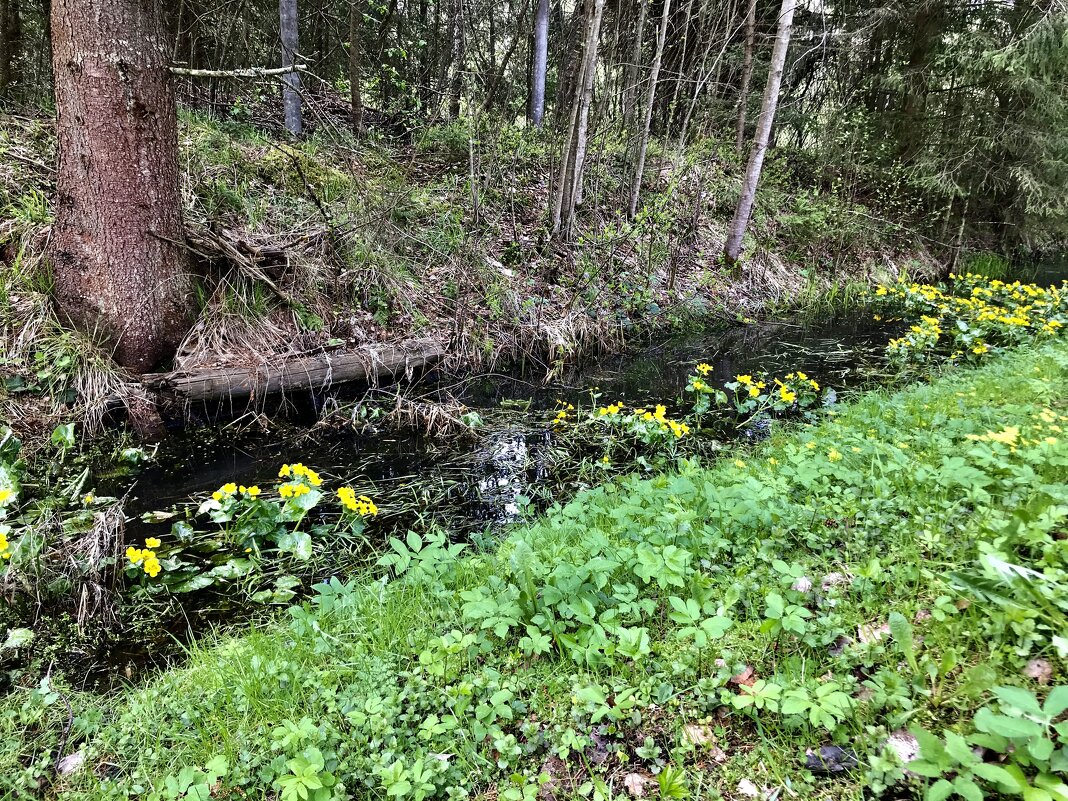 Место обитания Калужницы - Любовь Место обитания Калужницы - Любовь