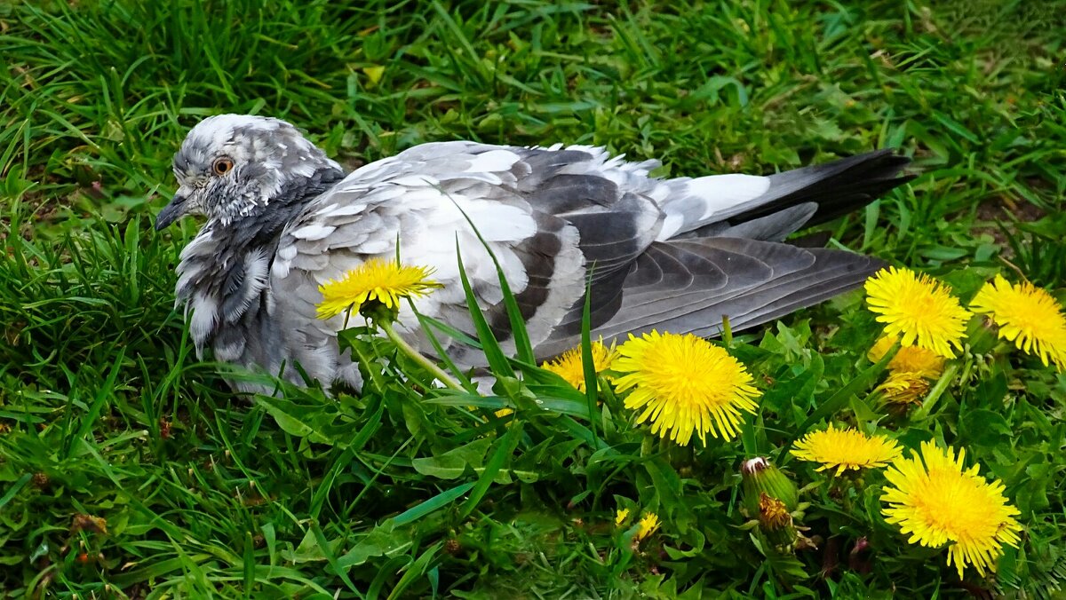 Голубь с одуванчиками - Милешкин Владимир Алексеевич 