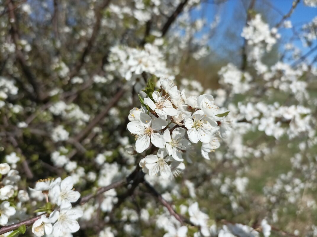 Был месяц май... - Veera V Был месяц май... - Veera V