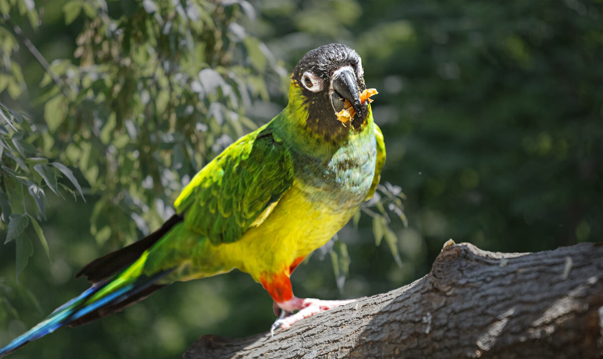 Аратинга - SanSan 