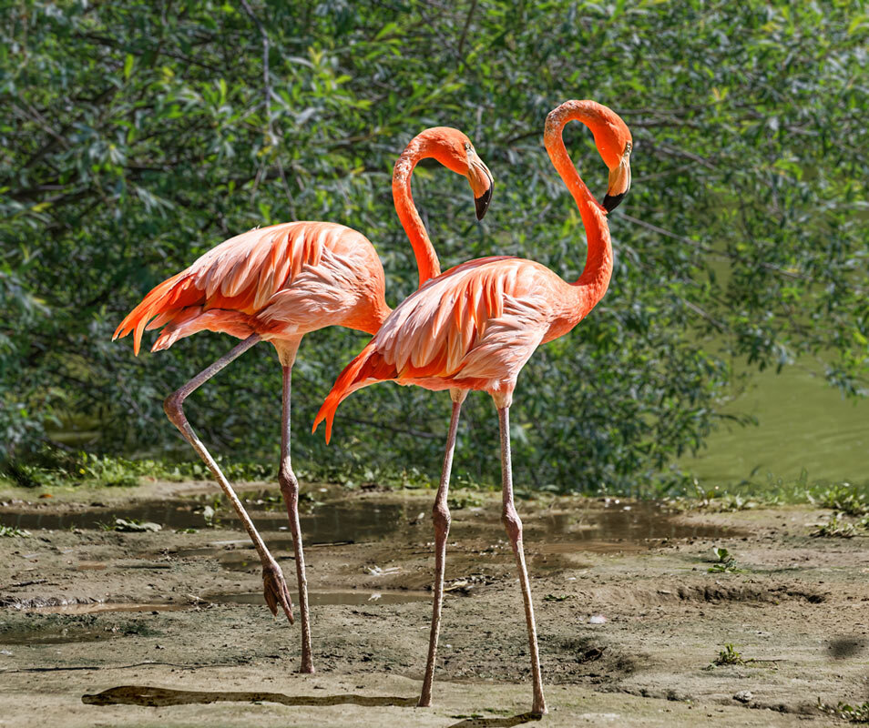 Фламинго - SanSan 