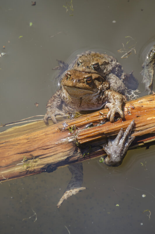 Захват - Lyubov Busova Захват - Lyubov Busova