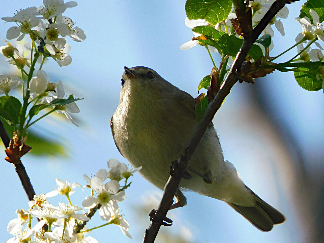 Пеночка на черёмухе - Лина Пеночка на черёмухе - Лина