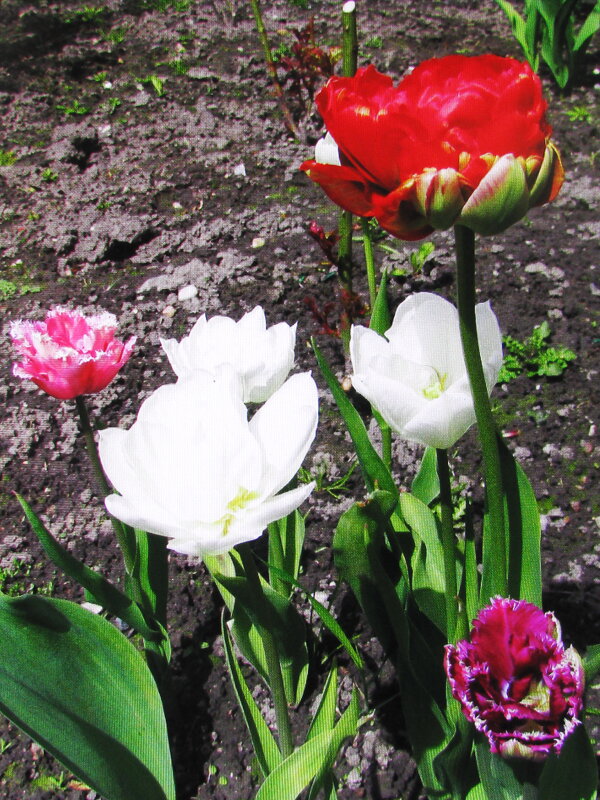 Красавцы - Людмила Смородинская Красавцы - Людмила Смородинская