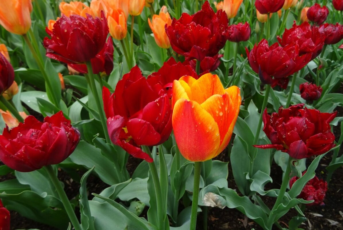 Тюльпаны - PRP 