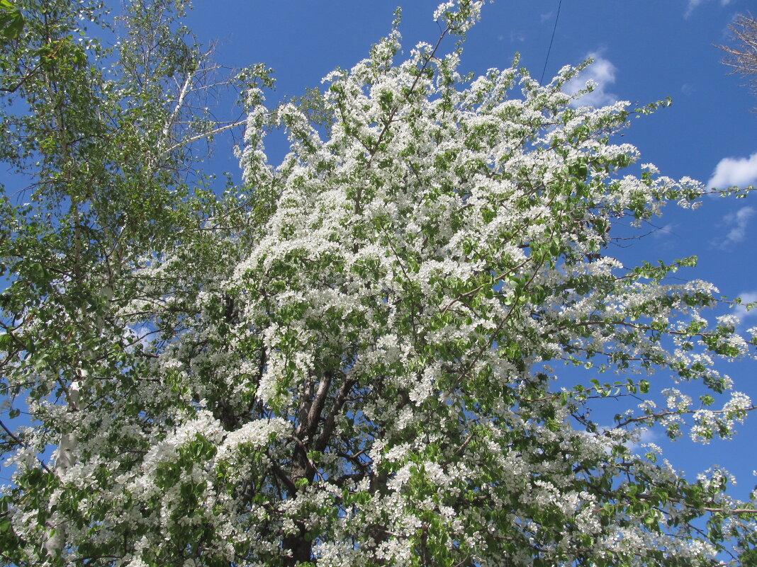 Цветение груши - Елена Шаламова