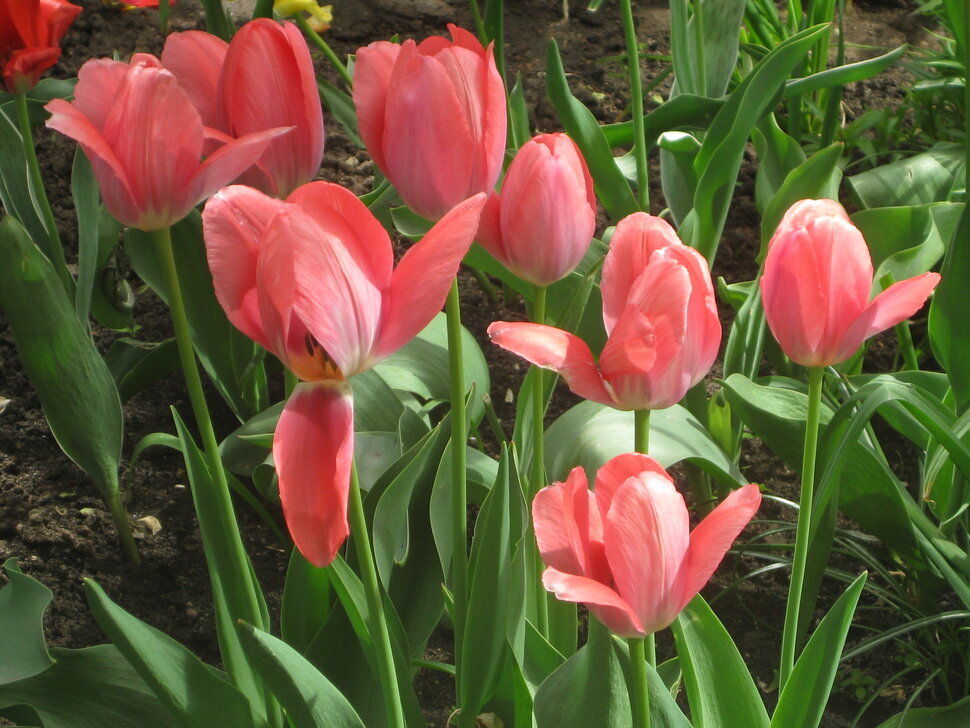 Розовая весна - Дмитрий Никитин